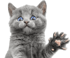 Cat sweet PNG