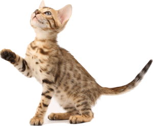Cat sweet PNG