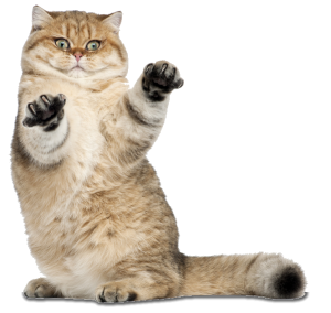 Cat sweet PNG