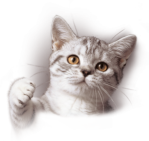 Cat sweet PNG