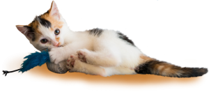 Cat sweet PNG