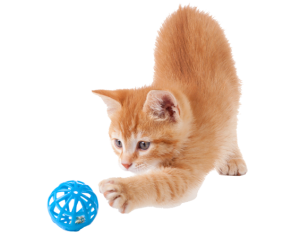 Cat sweet PNG