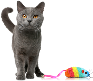 Cat sweet PNG