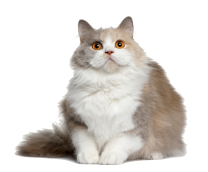 Cat sweet PNG