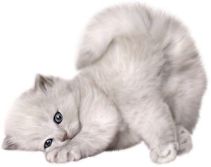 Cat sweet PNG