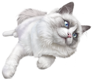 Cat sweet PNG
