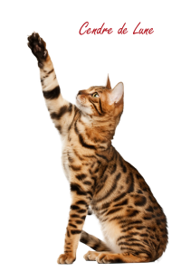 Cat sweet PNG