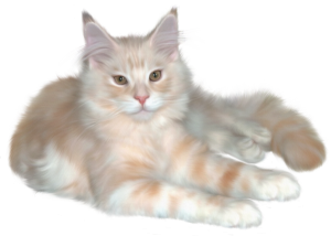 Cat sweet PNG