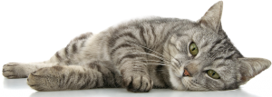 Cat sweet PNG