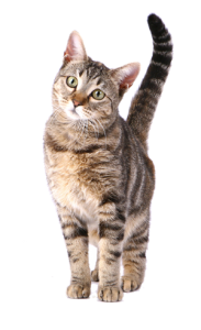 Cat sweet PNG