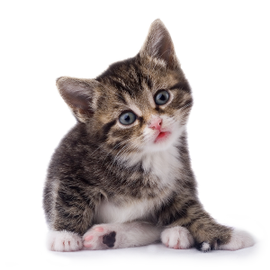 Cat sweet PNG