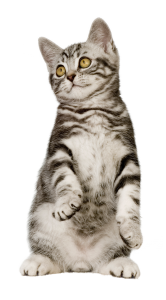 Cat sweet PNG