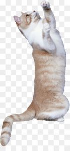 Cat sweet PNG