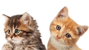 Cat sweet PNG
