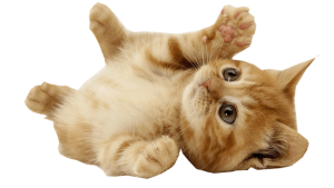 Cat sweet PNG