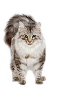 Cat sweet PNG
