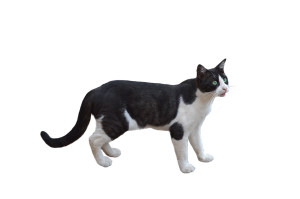 Cat sweet PNG
