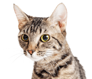 Cat sweet PNG