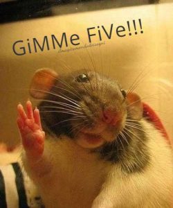 Batti 5 Gimme Five