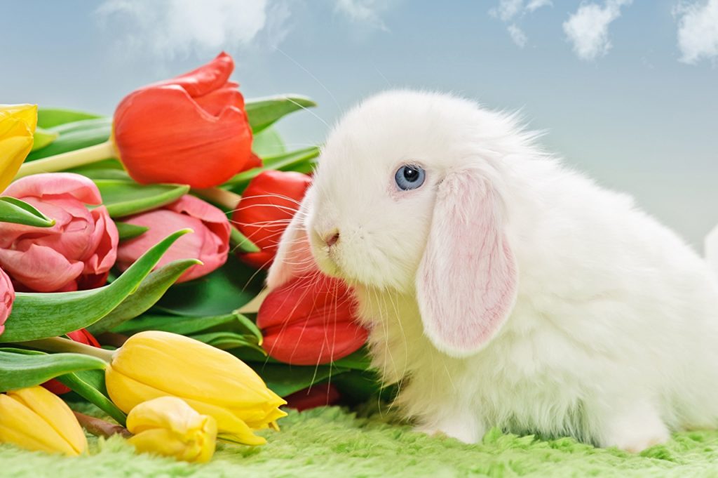 Easter Pasqua