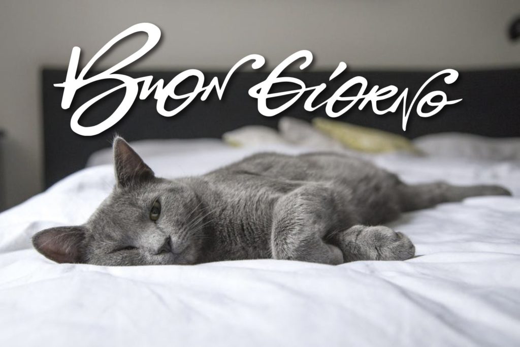 Buongiorno Animali Divertenti gattiogrigio