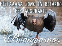 Buongiorno Animali Divertenti gallo