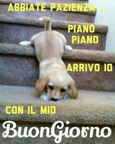 Buongiorno Animali Divertenti cagnolino