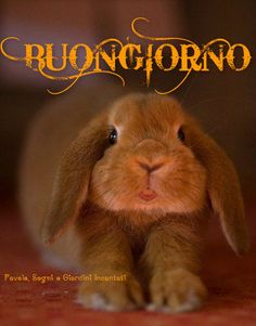 Buongiorno Animali Divertenti coniglietto