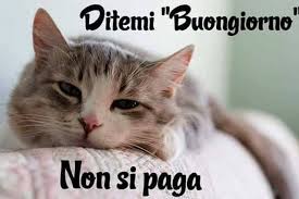 Buongiorno Animali Divertenti gatto
