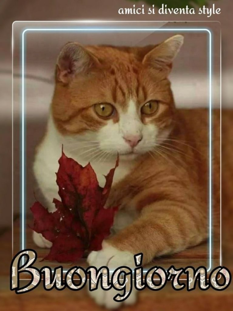 Buongiorno Animali Divertenti gatto
