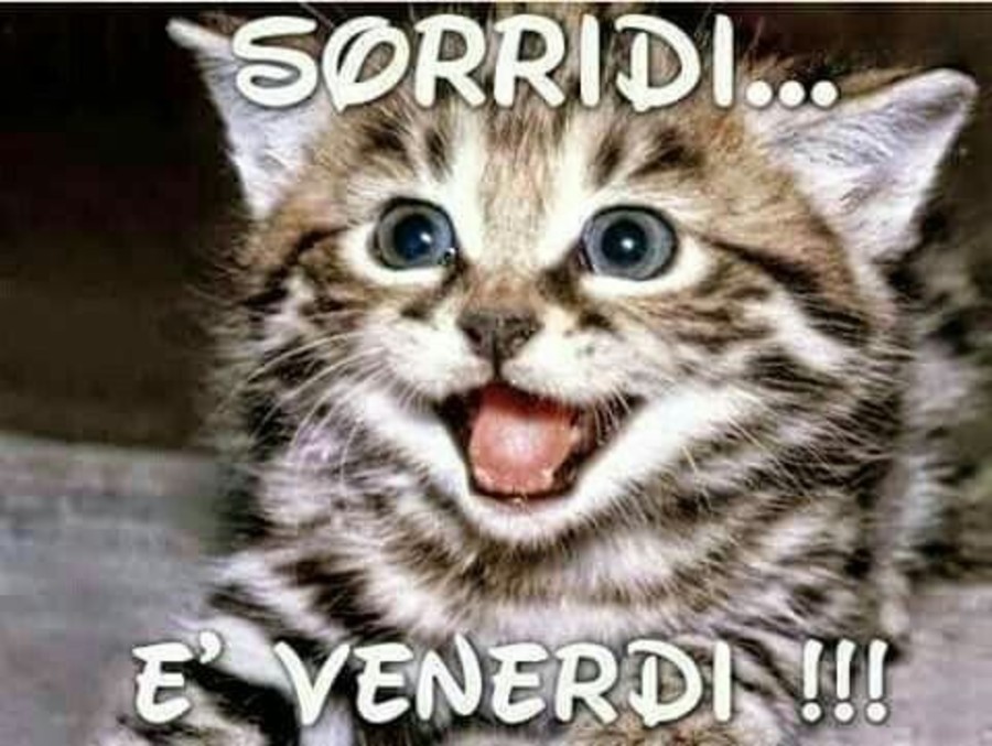 Buongiorno Animali Divertenti gattino