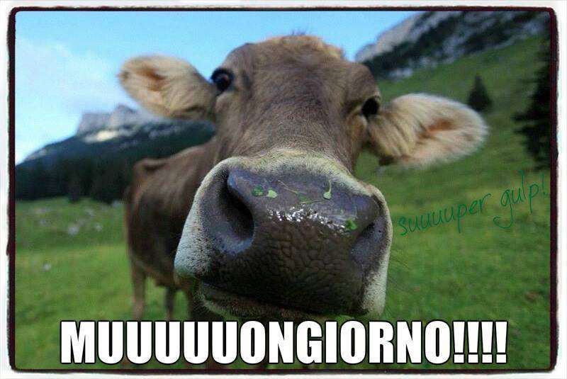 Buongiorno Animali Divertenti mucca