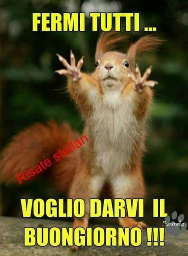 Buongiorno Animali Divertenti scoiattolo