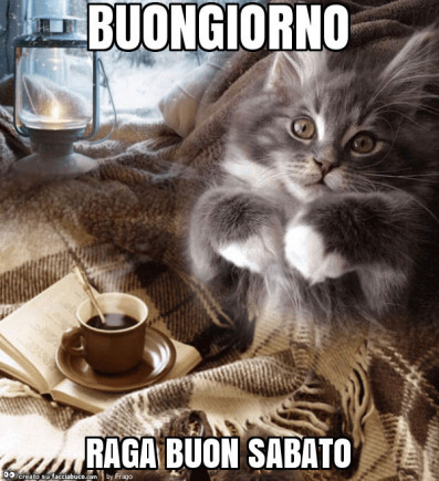 Buongiorno Animali Divertenti gatto e caffè