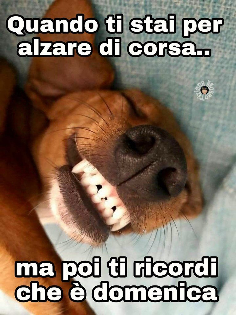 Buongiorno Animali Divertenti cucciolo