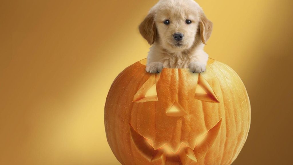 Halloween Wallpaper