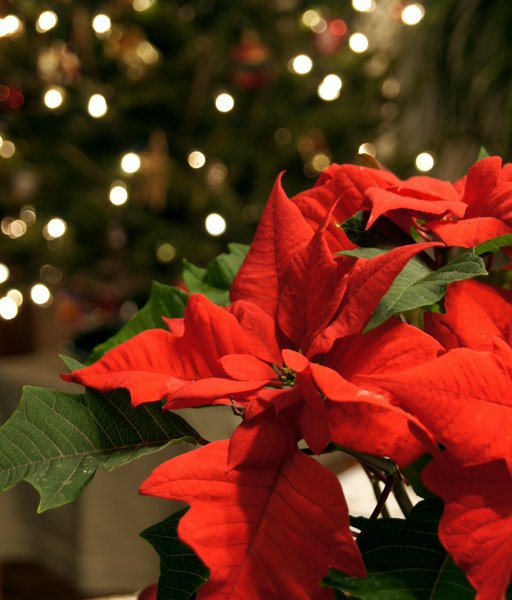 Sfondi Natale background Christmas