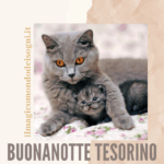 buonanotte immagini